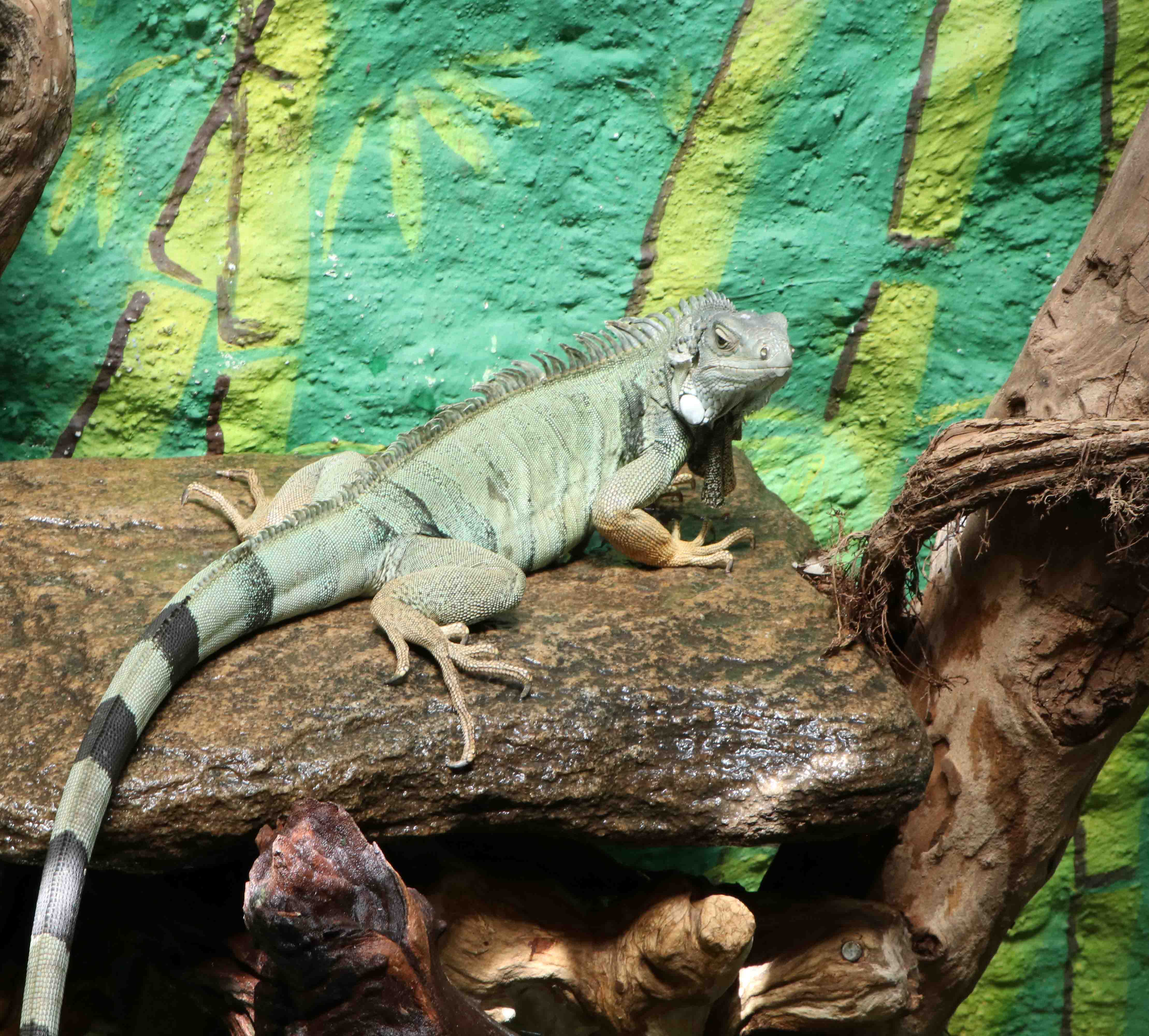 Green Iguana